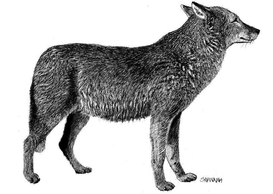 lobo Página para colorir lobo