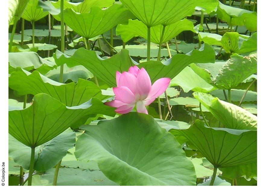 lotus Foto lotus