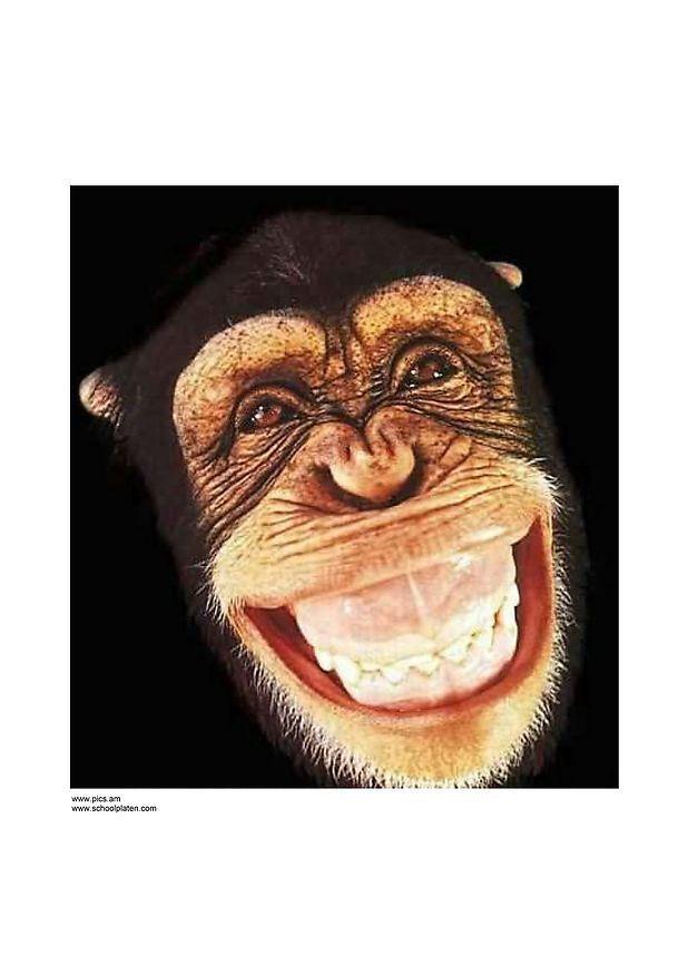 macaco Foto macaco