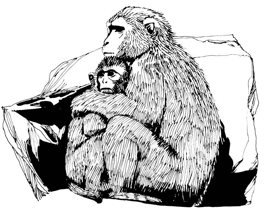 macacos Página para colorir macacos