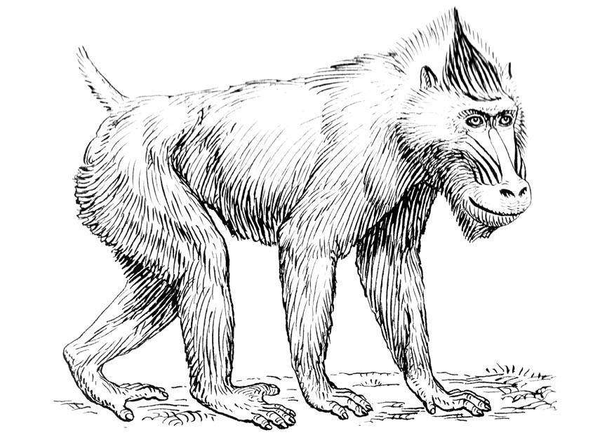 mandril Página para colorir mandril