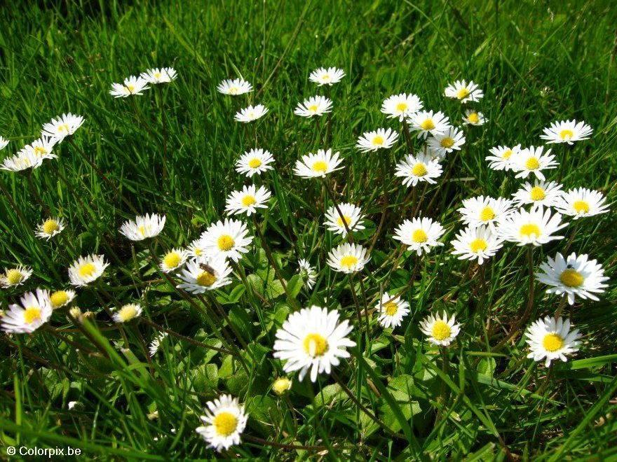 margaridas Foto margaridas