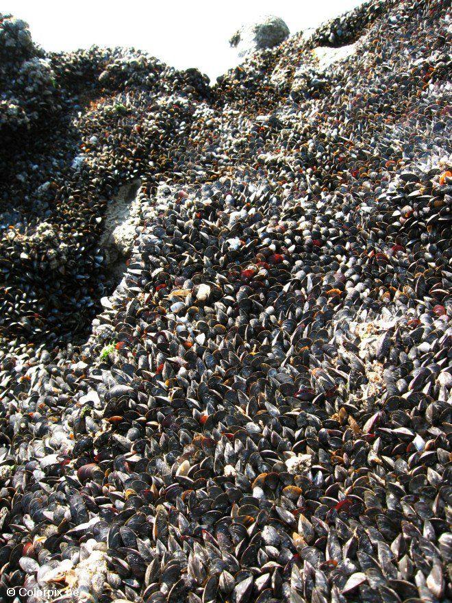 mexilhAµes Foto mexilhAµes