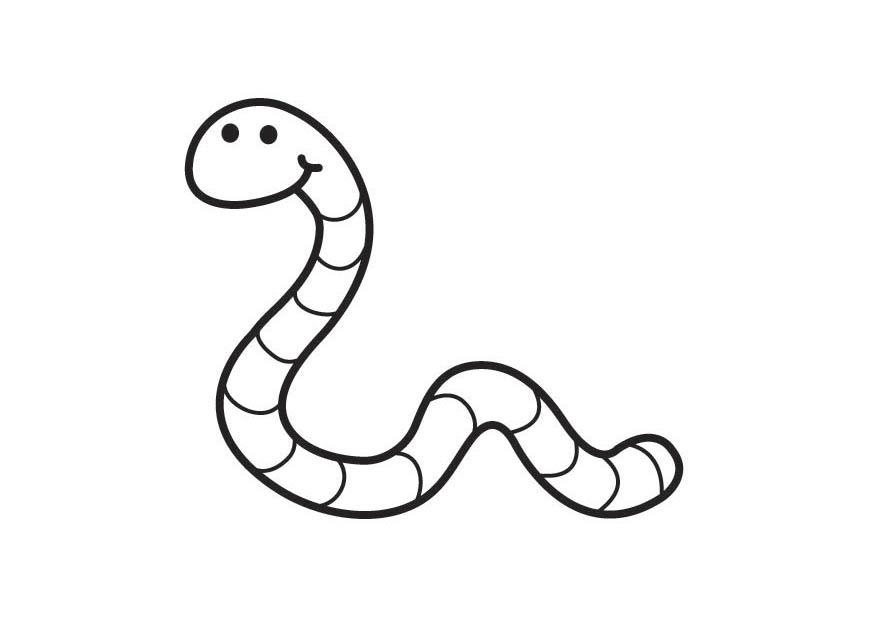 minhoca Página para colorir minhoca