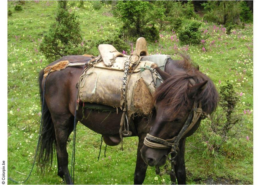 montar a cavalo Foto montar a cavalo