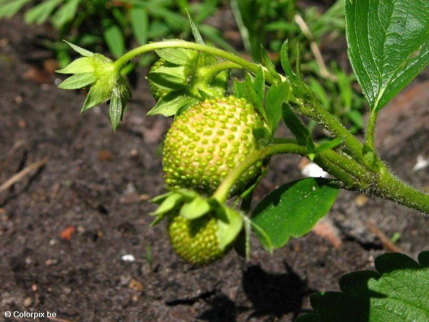 morango 1 Foto morango 1