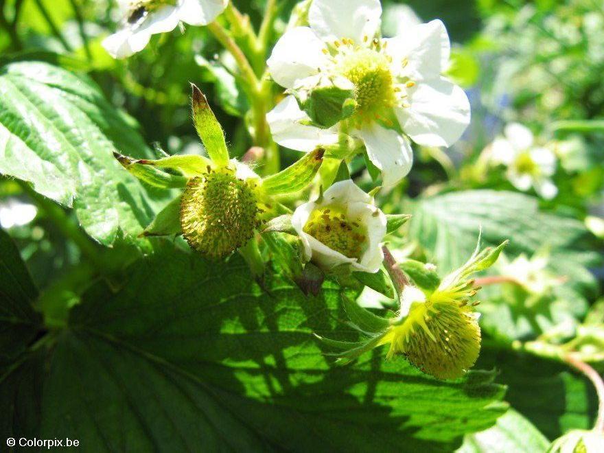 morango 4 Foto morango 4