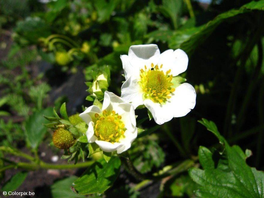 morangos em flor Foto morangos em flor