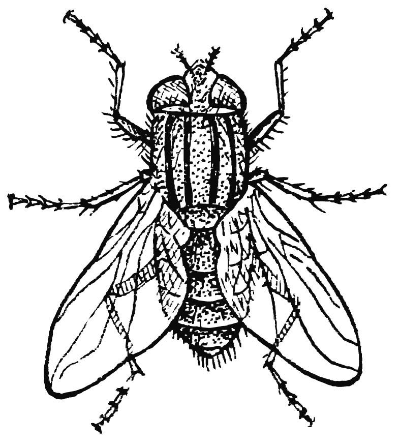 mosca Página para colorir mosca