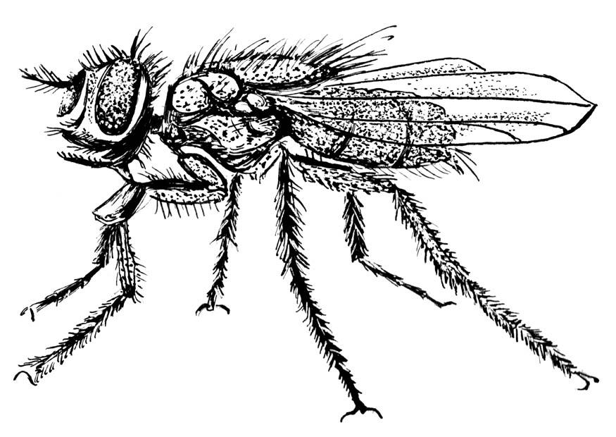 mosca Página para colorir mosca