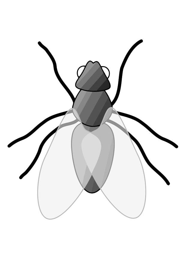 mosca Página para colorir mosca