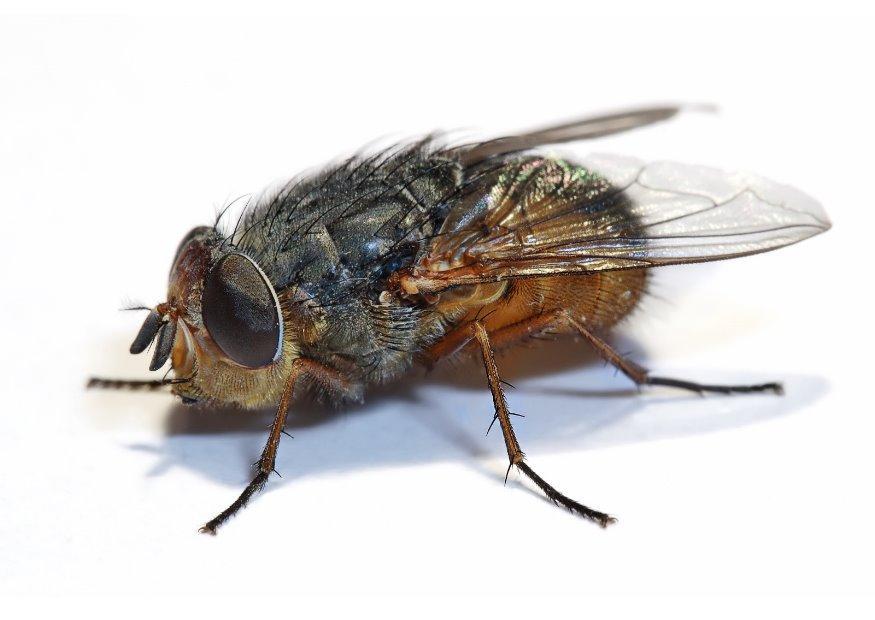 mosca Foto mosca
