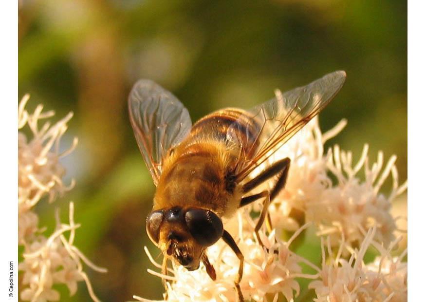 mosca-das-flores Foto mosca-das-flores