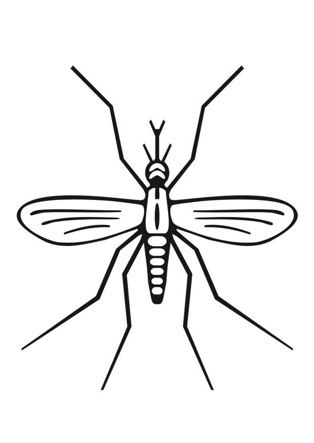 mosquito Página para colorir mosquito