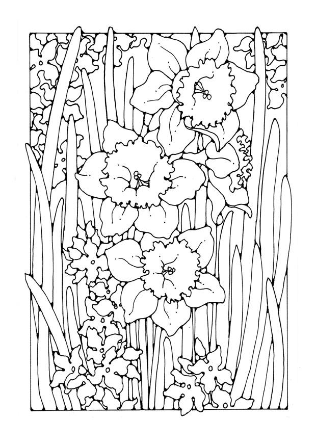 narciso Página para colorir narciso