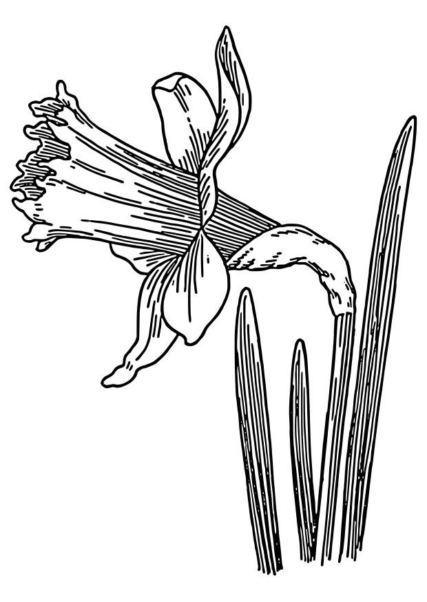 Página para colorir narcisos 