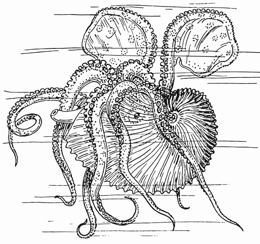 nautilus - polvo Página para colorir nautilus - polvo