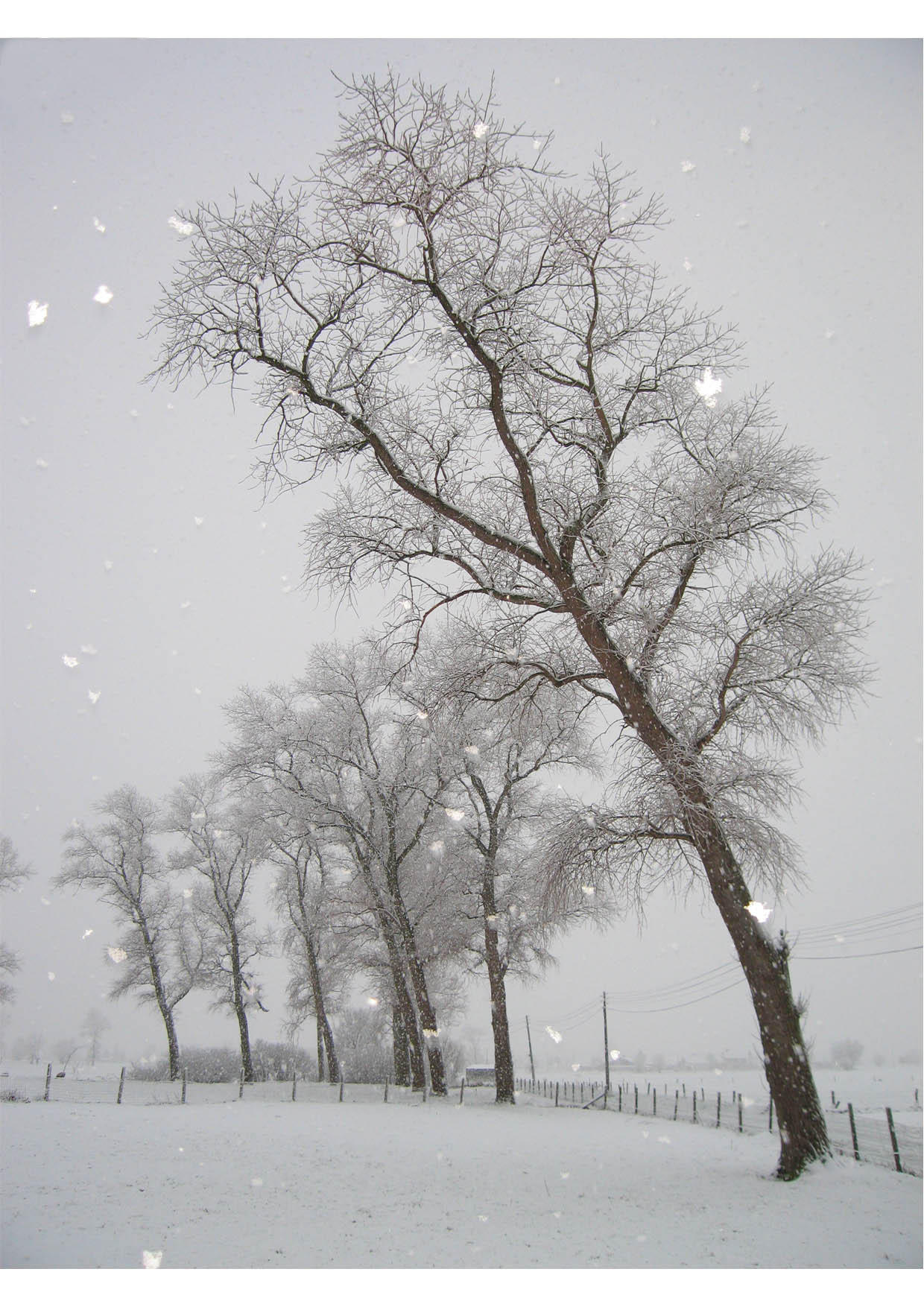 Foto neve - paisagem de inverno
