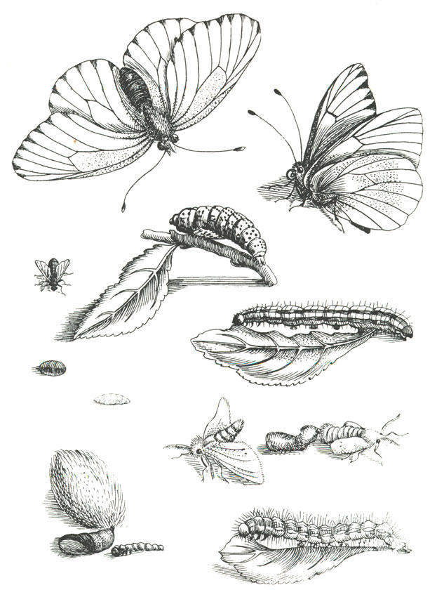 o ciclo da borboleta Página para colorir o ciclo da borboleta