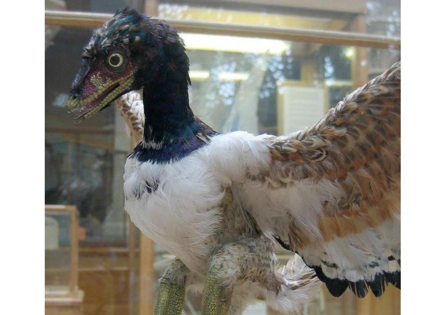Foto o primeiro pA¡ssaro conhecido - archaeopteryx (modelo)