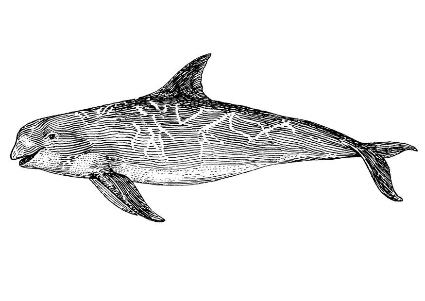 orca Página para colorir orca