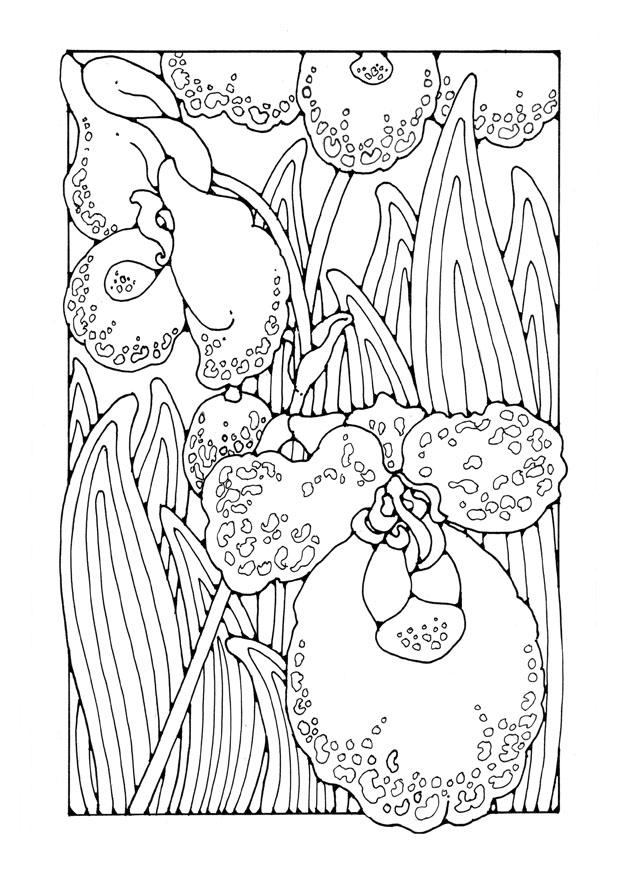 orquAdea Página para colorir orquAdea