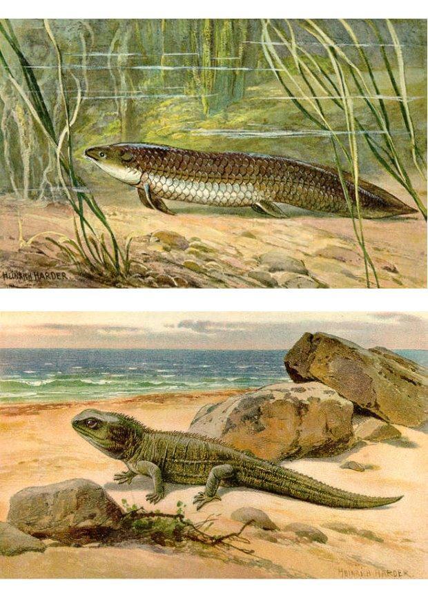 os primeiros animais vem para a terra imagem os primeiros animais vem para a terra