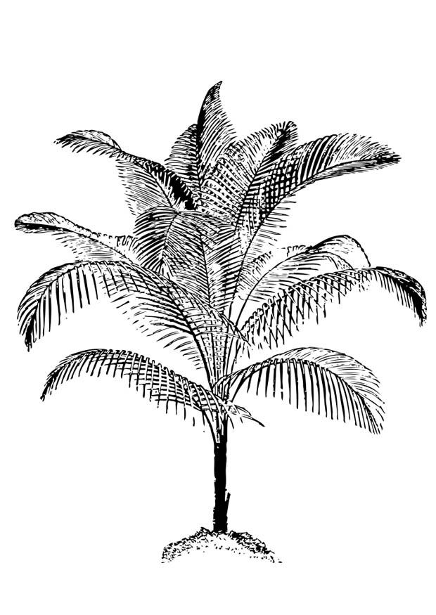 palmeira Página para colorir palmeira