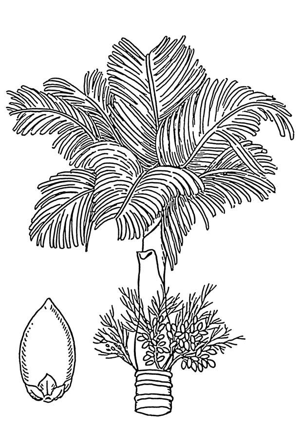 palmeira - areca com a sua noz Página para colorir palmeira - areca com a sua noz