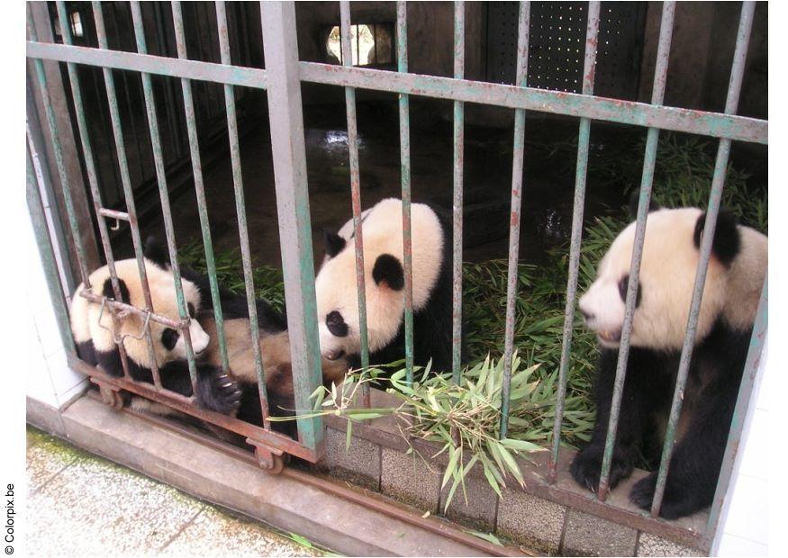 pandas Foto pandas