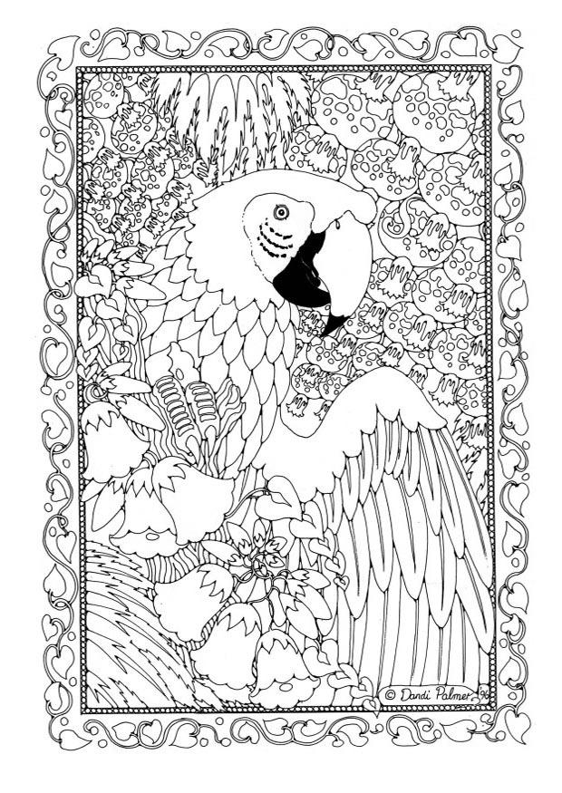 papagaio Página para colorir papagaio