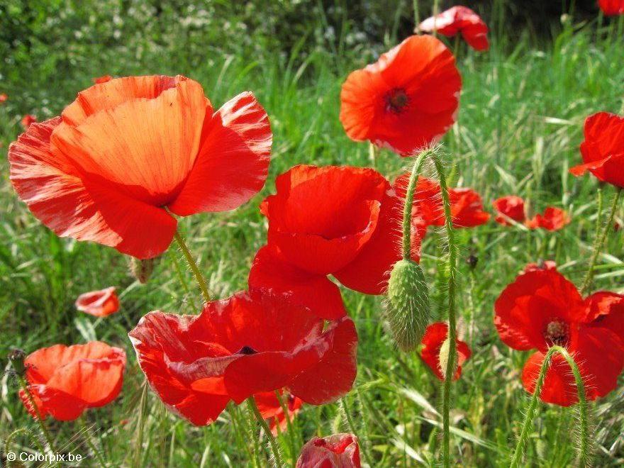 papaver 3 Foto papaver 3