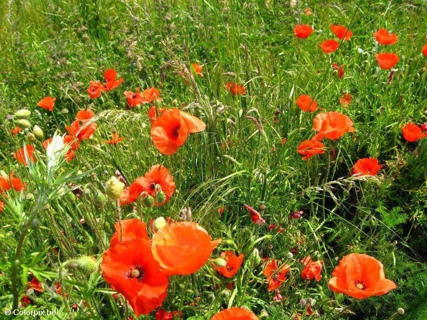 papaver Foto papaver