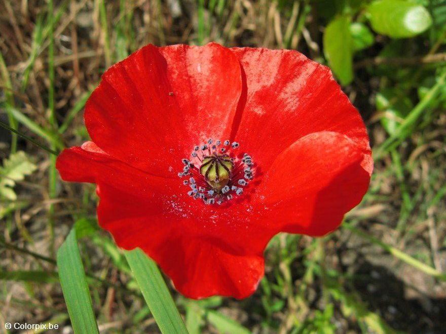 papaver Foto papaver