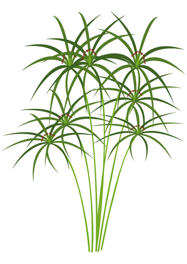 papiro imagem papiro
