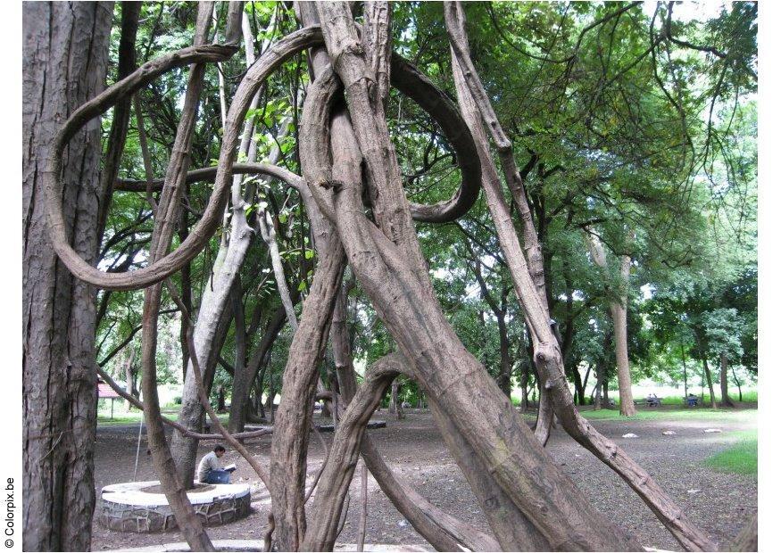 Foto parque em puna
