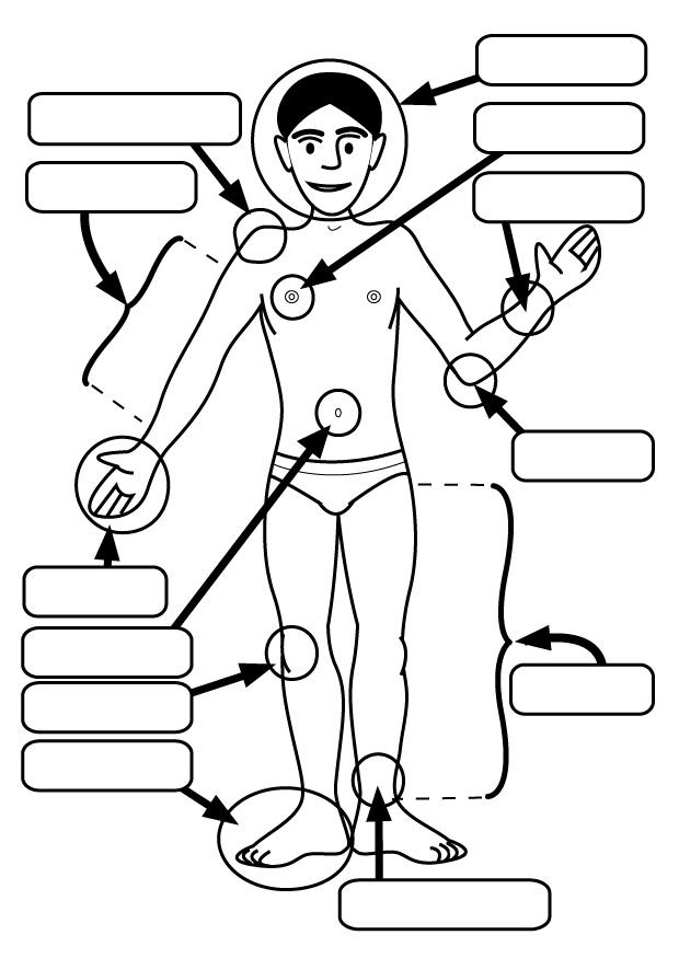 partes do corpo Página para colorir partes do corpo