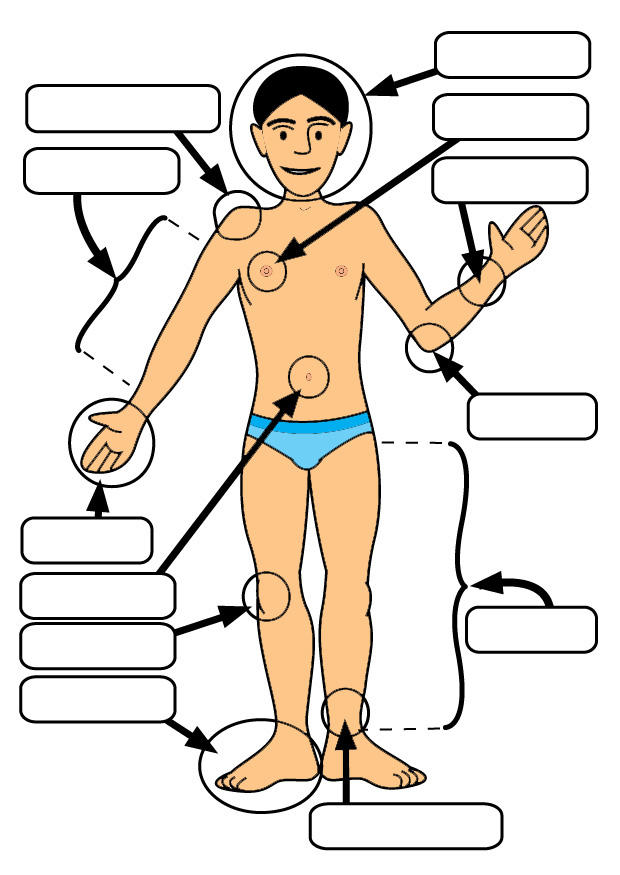 partes do corpo imagem partes do corpo