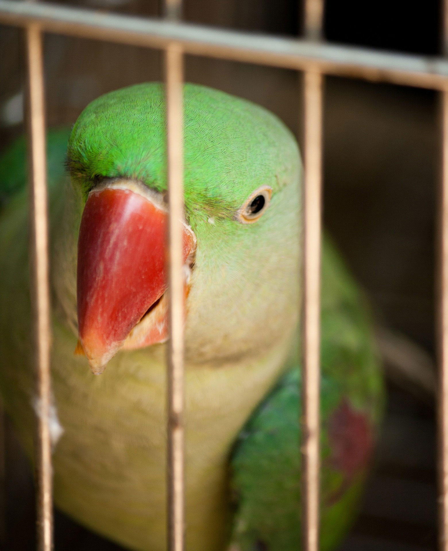 pA¡ssaro em cativeiro Foto pA¡ssaro em cativeiro