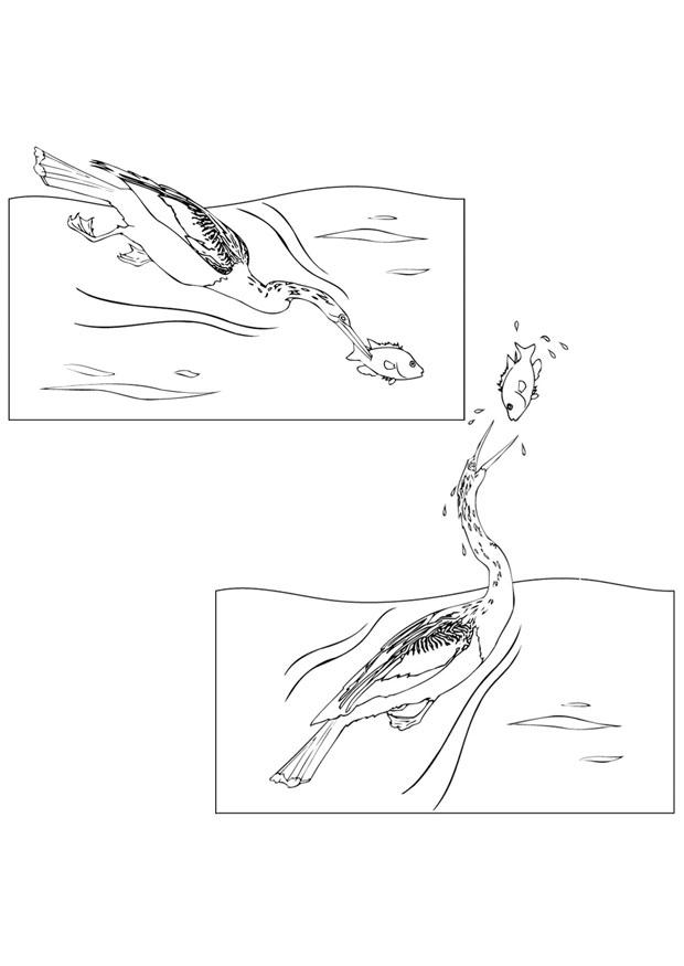pA¡ssaro pega um peixe Página para colorir pA¡ssaro pega um peixe