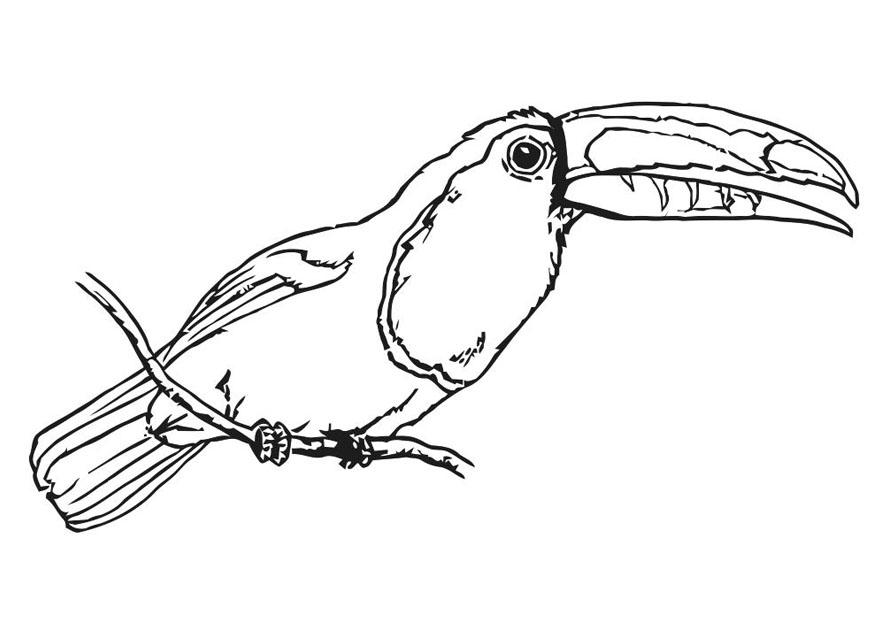 pA¡ssaro - tucano Página para colorir pA¡ssaro - tucano