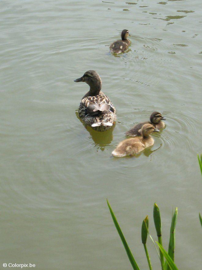 pata com patinhos 2 Foto pata com patinhos 2