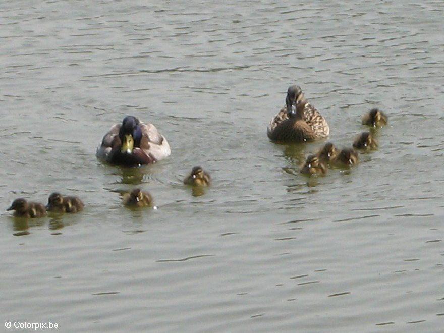 pata com patinhos 4 Foto pata com patinhos 4