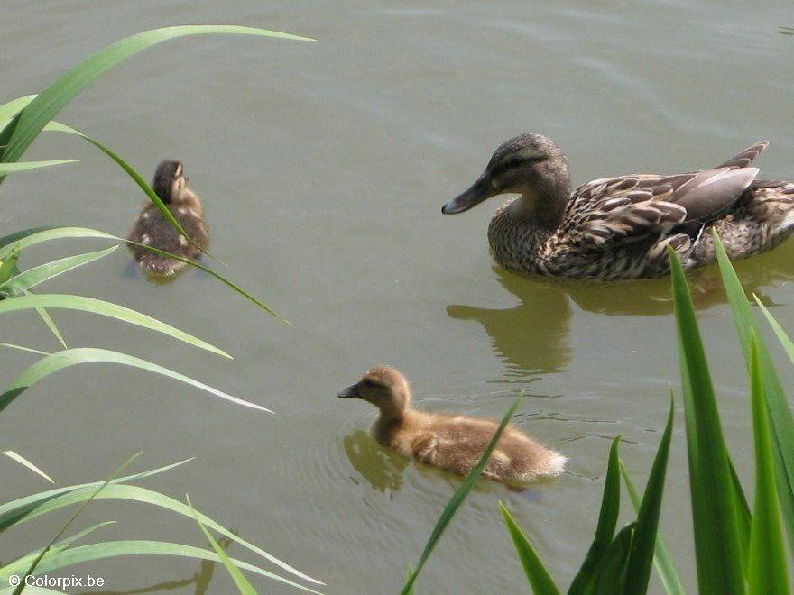 pata com patinhos Foto pata com patinhos
