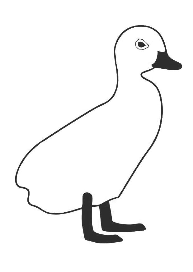 patinho Página para colorir patinho