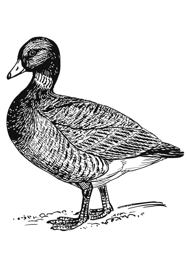 pato Página para colorir pato