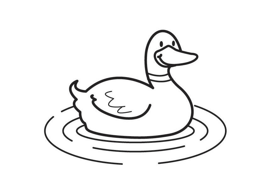 pato Página para colorir pato