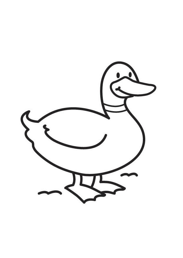 pato Página para colorir pato
