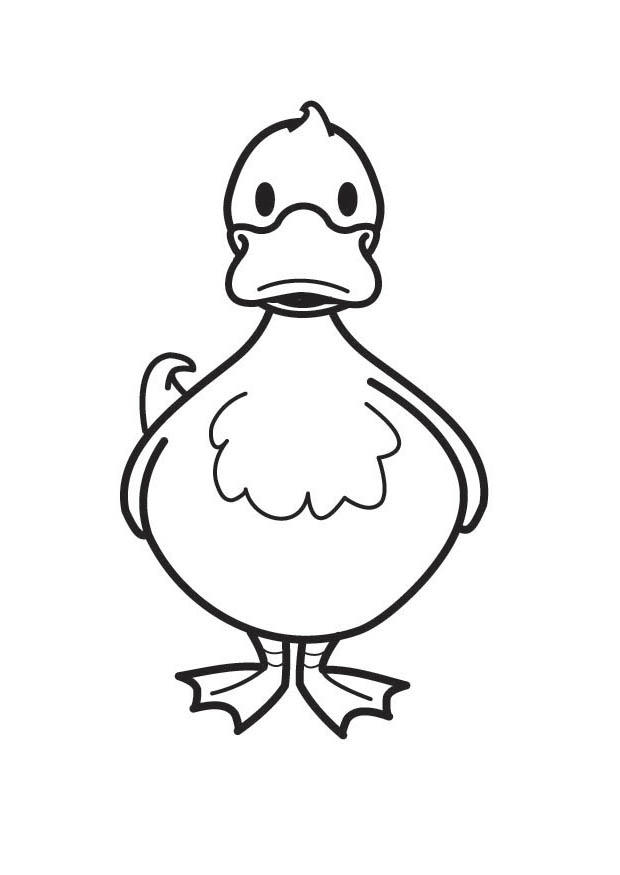 pato Página para colorir pato