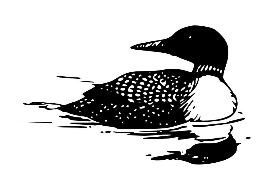 pato Página para colorir pato